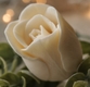 Бутон розы Виктории, форма для мыла силиконовая